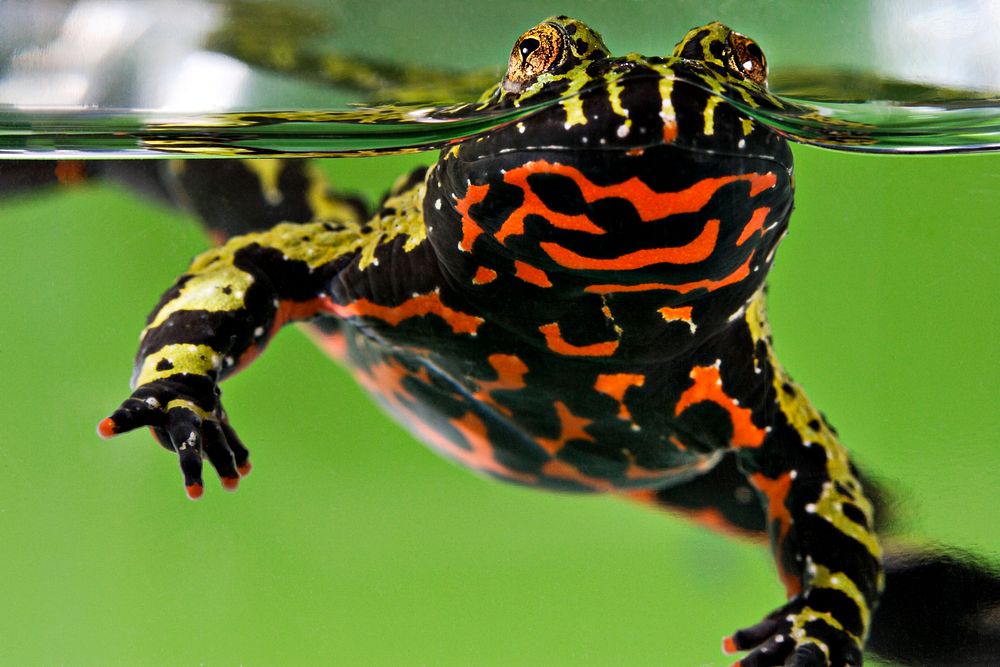 Oriental Fire&ndash;bellied Toad (2008) by Smithsonian Institution. Original from Smithsonian's National Zoo. Digitally…