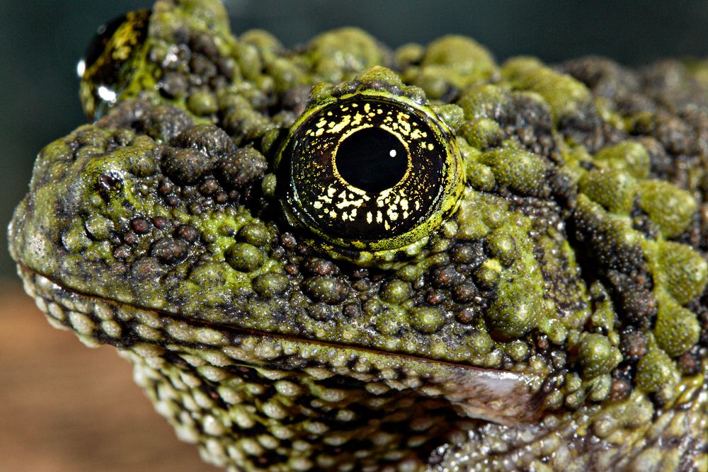 Vietnamese Mossy Frog (2008) by Smithsonian Institution. Original from Smithsonian's National Zoo. Digitally enhanced by…