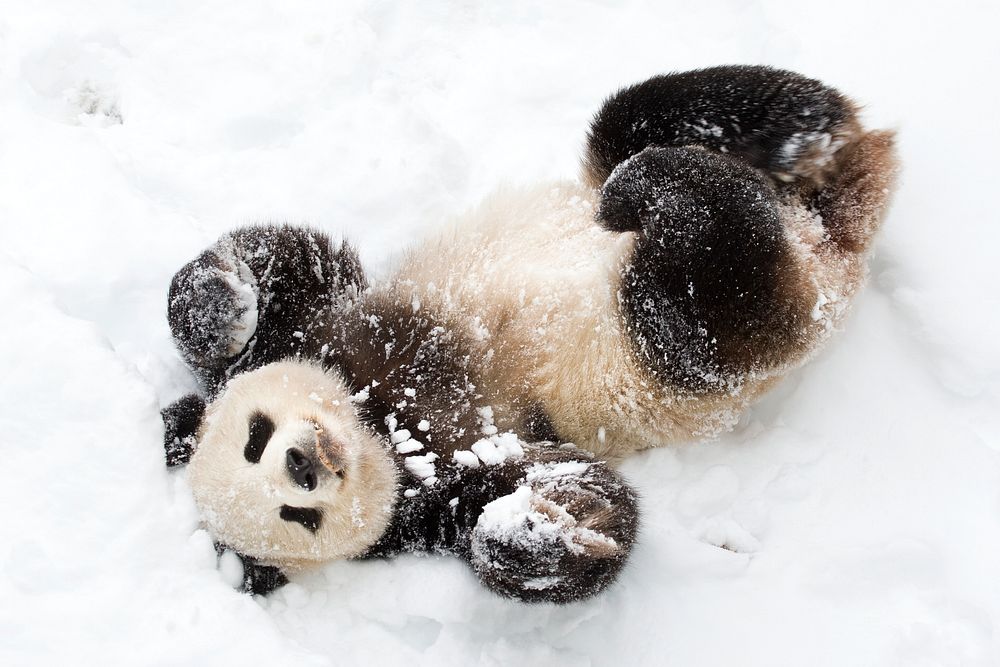 Giant Panda (2009) by Mehgan Murphy. Original from Smithsonian's National Zoo. Digitally enhanced by rawpixel.