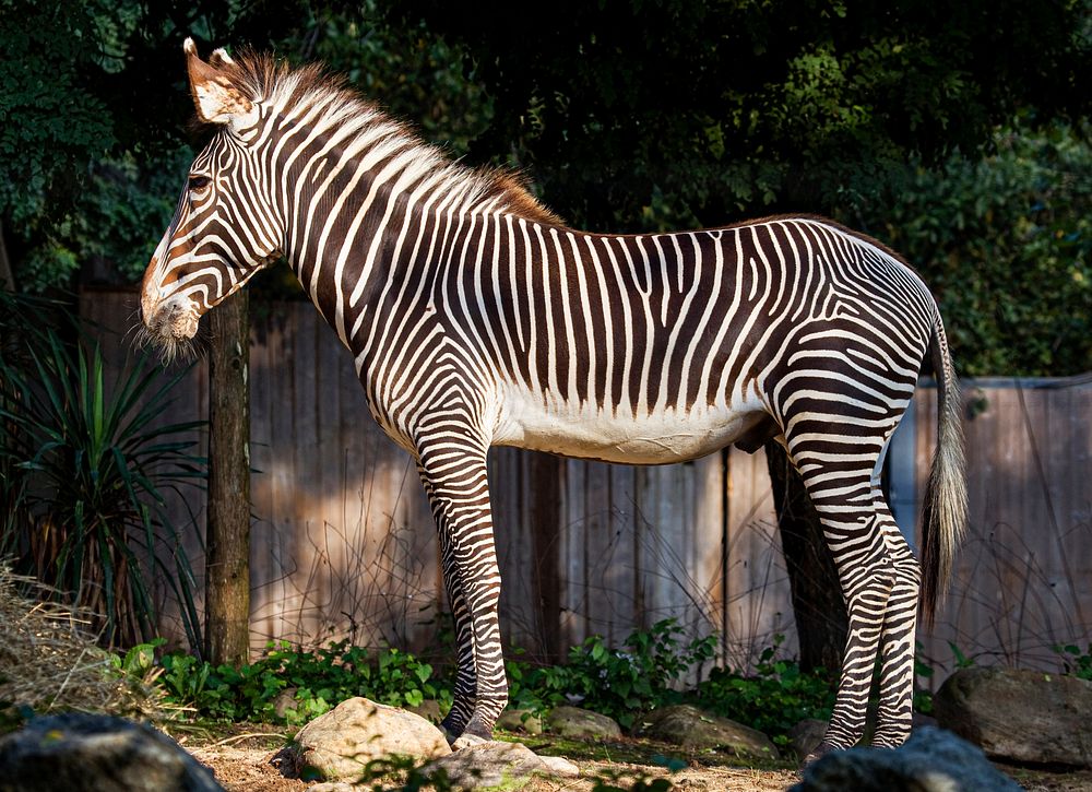 Grevy's Zebra (2010) by Mehgan Murphy. Original from Smithsonian's National Zoo. Digitally enhanced by rawpixel.