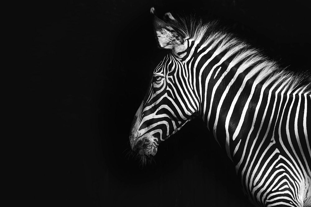 Grevy's Zebra on black background, remixed from photography by Mehgan Murphy
