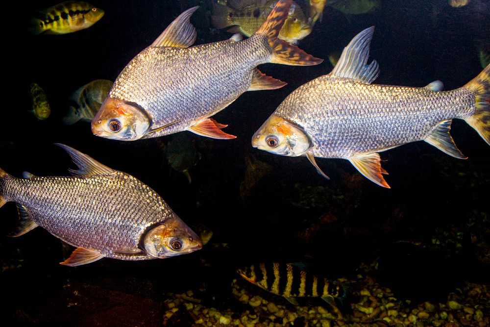 Flagtail Characin (2010) by Mehgan Murphy. Original from Smithsonian's National Zoo. Digitally enhanced by rawpixel.