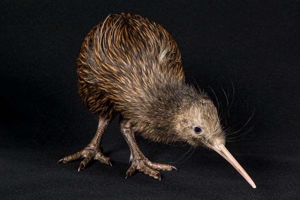 Brown Kiwi (2010) by Smithsonian Institution. Original from Smithsonian's National Zoo. Digitally enhanced by rawpixel.