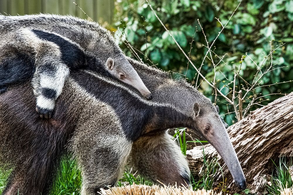 Giant Anteater (2011) by Mehgan Murphy. Original from Smithsonian's National Zoo. Digitally enhanced by rawpixel.