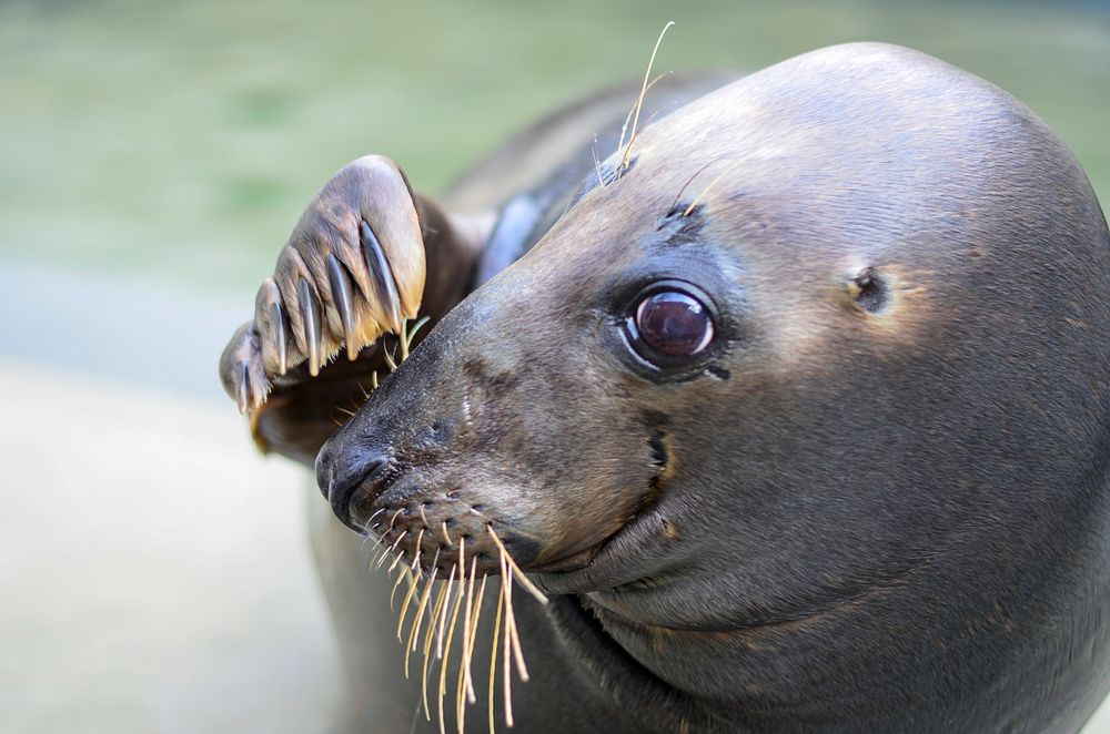 Gray Seal (2013) by Connor Mallon. Original from Smithsonian's National Zoo. Digitally enhanced by rawpixel.