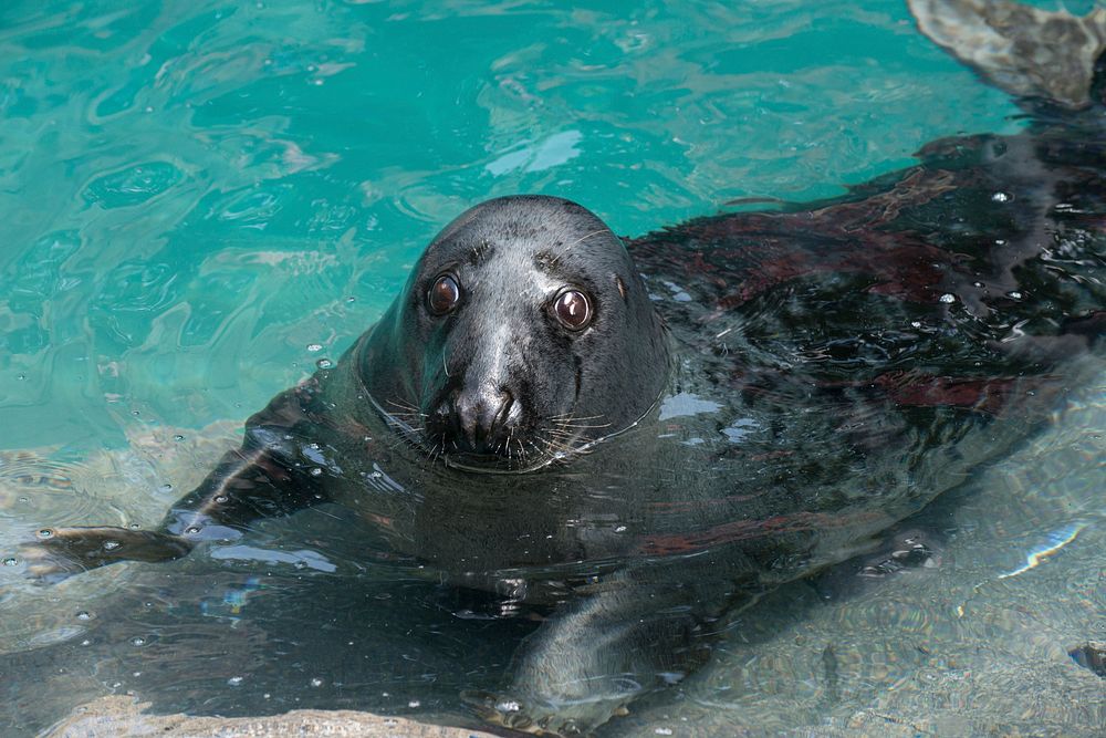 Gray Seal (2013) by Abby Wood. Original from Smithsonian's National Zoo. Digitally enhanced by rawpixel.