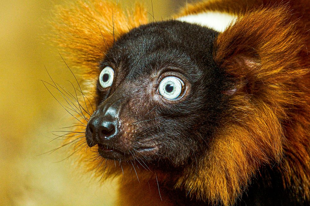 Red Ruffed Lemur (2014) by Clyde Nishimura. Original from Smithsonian's National Zoo. Digitally enhanced by rawpixel.