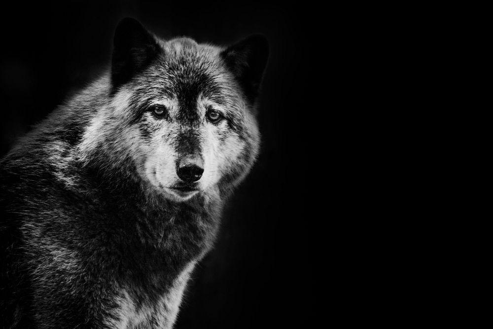 Gray Wolf on black background, remixed from photography by Brittany Steff
