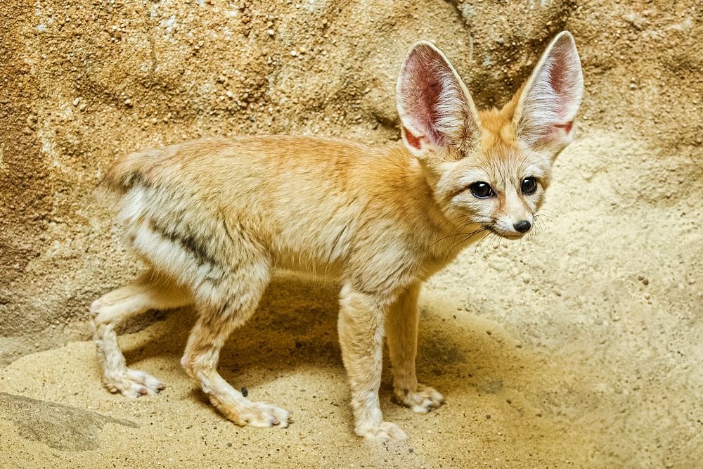 Fennec Fox (2015) by Clyde Nishimura, FONZ Photo Club. Original from Smithsonian's National Zoo. Digitally enhanced by…