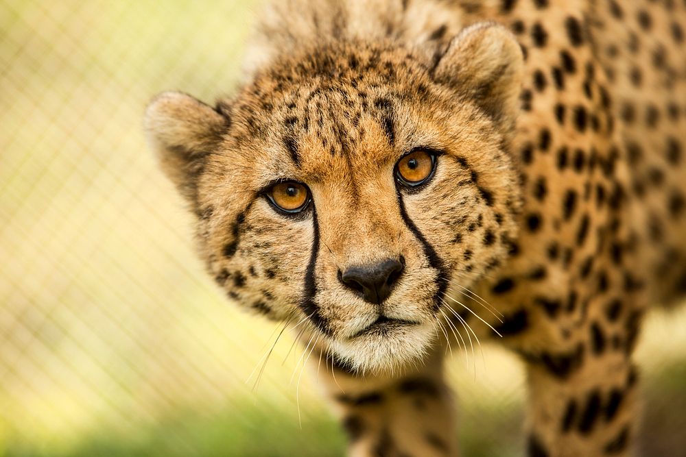 Cheetah (2014) by Ronda Gregorio. Original from Smithsonian's National Zoo. Digitally enhanced by rawpixel.