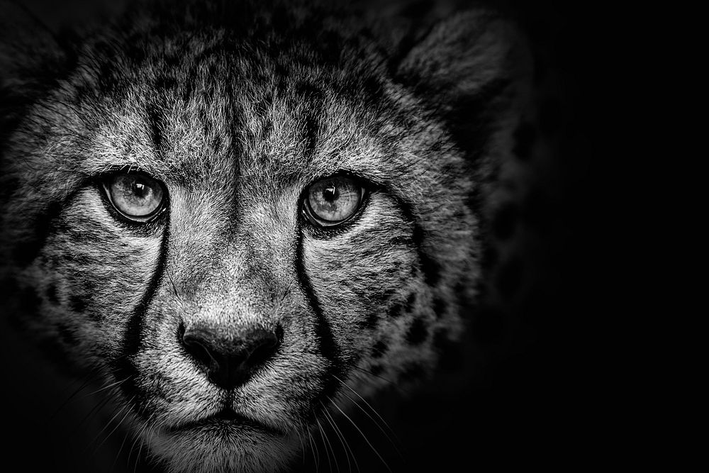 Cheetah on black background, remixed from photography by Ronda Gregorio