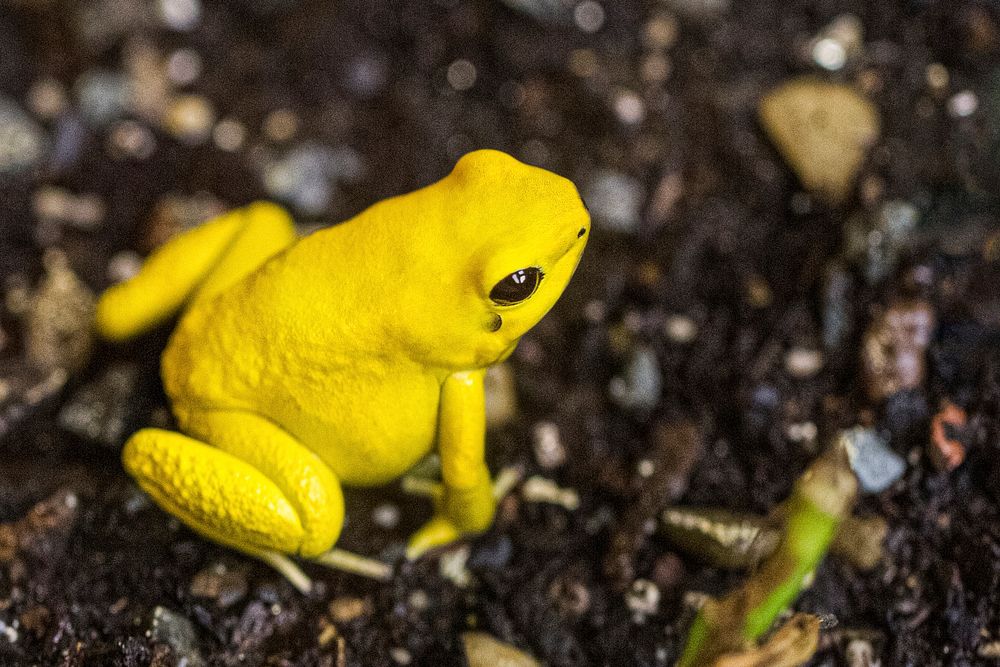 Golden Poison Frog (2016) by Chris Wellner. Original from Smithsonian's National Zoo. Digitally enhanced by rawpixel.