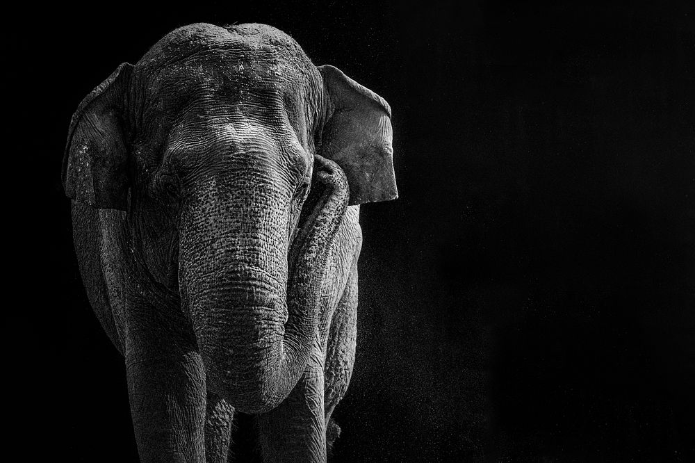 Asian Elephant on black background, remixed from photography by Adam Mason