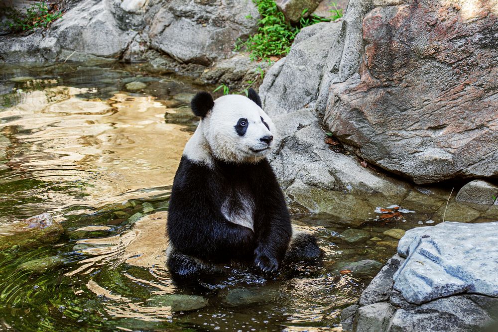 Giant Panda (2018) by Vanessa Kahn. Original from Smithsonian's National Zoo. Digitally enhanced by rawpixel.