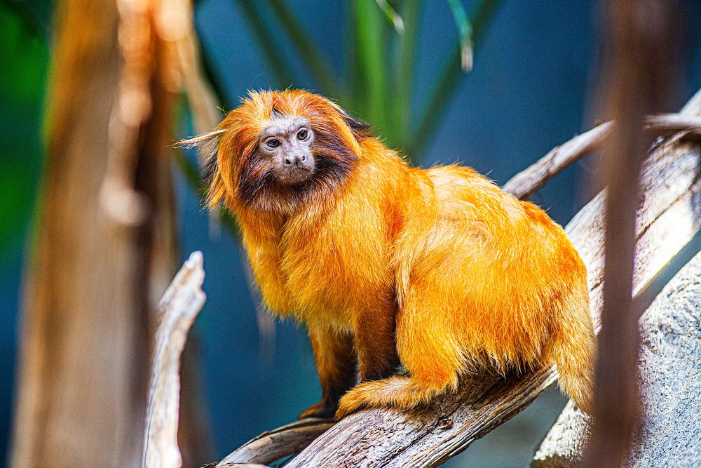 Golden Lion Tamarin (2018) by Skip Brown. Original from Smithsonian's National Zoo. Digitally enhanced by rawpixel.