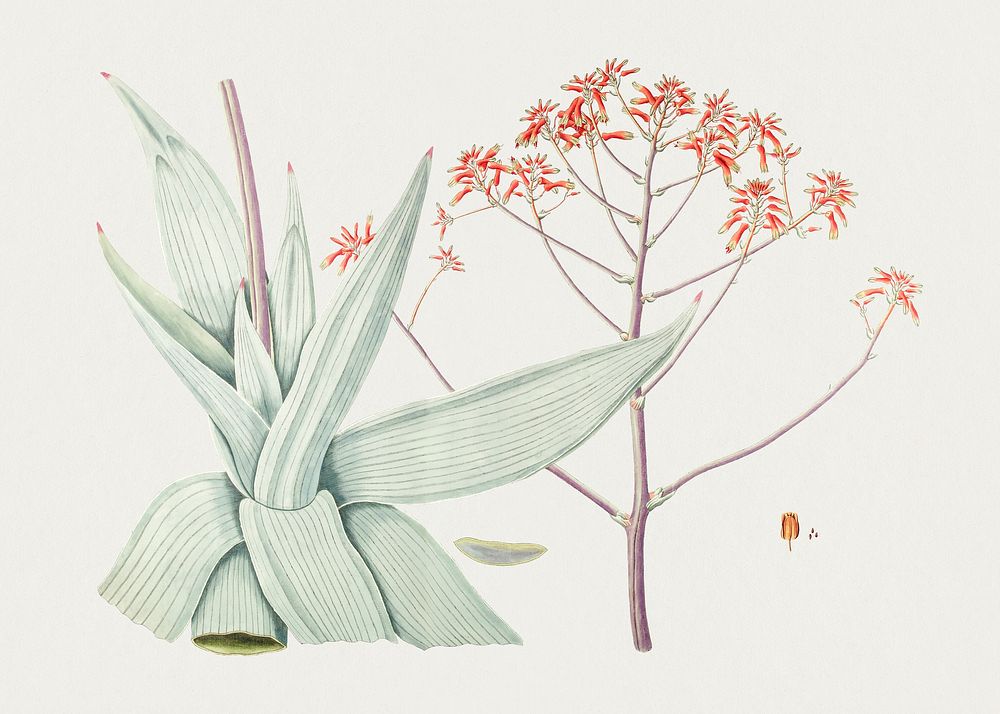 Hand drawn coral aloe. Original from Biodiversity Heritage Library. Digitally enhanced by rawpixel.