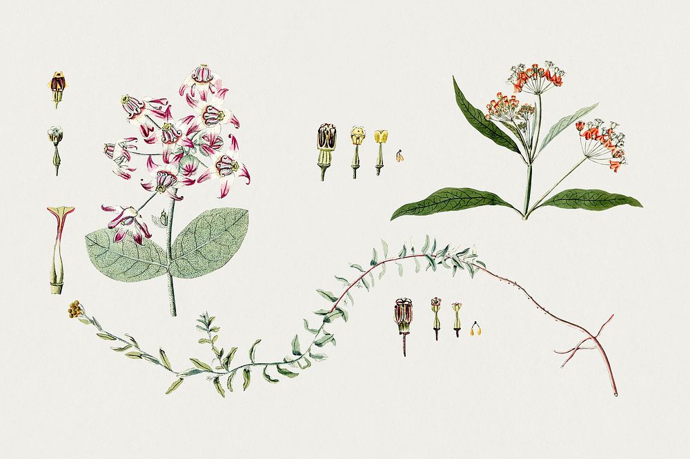 Hand drawn pink flowers. Original from Biodiversity Heritage Library. Digitally enhanced by rawpixel.