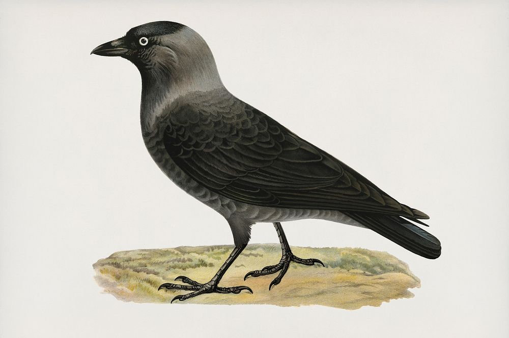 Western jackdaw (Coloeus monedula) illustrated by the von Wright brothers. Digitally enhanced from our own 1929 folio…