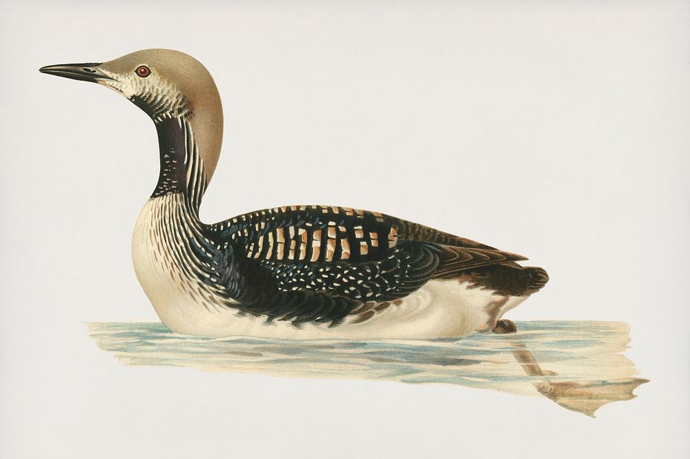 Black-throated loon (Colymbus arcticus) illustrated by the von Wright brothers. Digitally enhanced from our own 1929 folio…