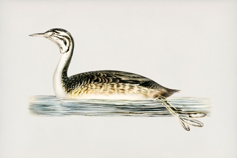 Podiceps Cristatus illustrated by the von Wright brothers. Digitally enhanced from our own 1929 folio version of Svenska…