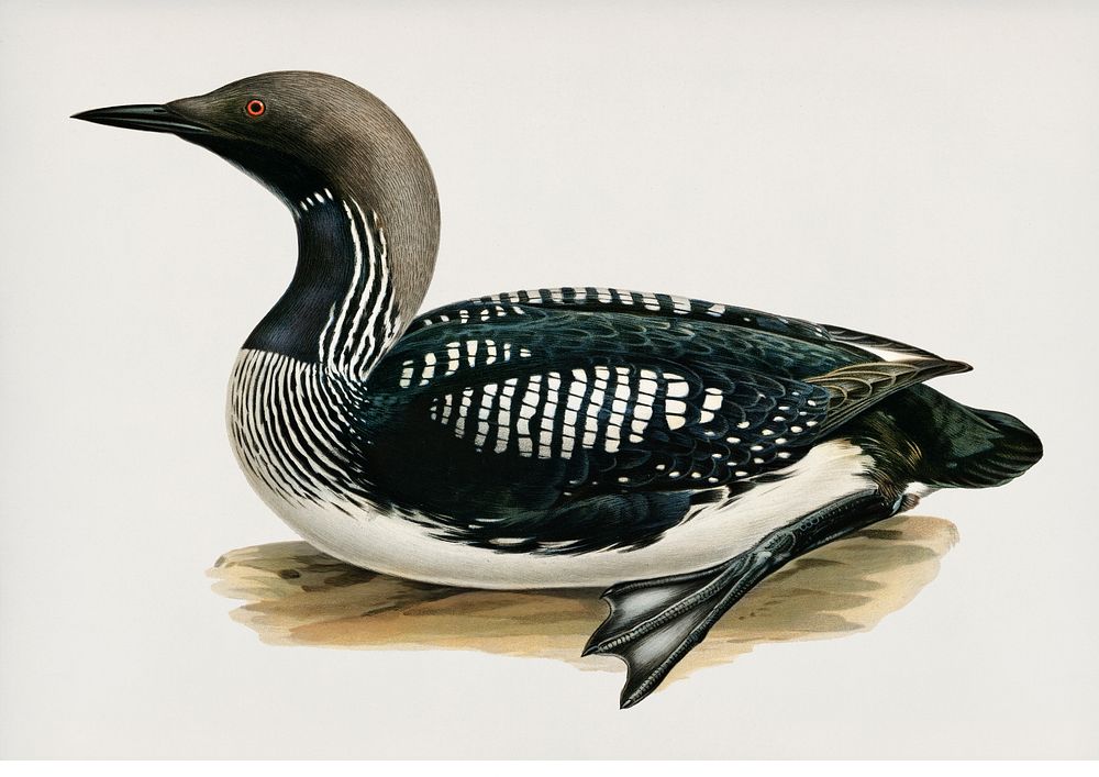Black-throated loon (Colymbus Arcticus) illustrated by the von Wright brothers. Digitally enhanced from our own 1929 folio…