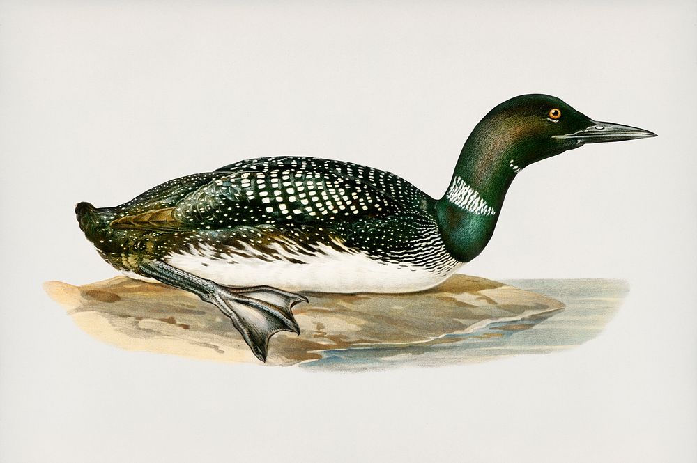 Common loon (Colymbus immer) illustrated by the von Wright brothers. Digitally enhanced from our own 1929 folio version of…