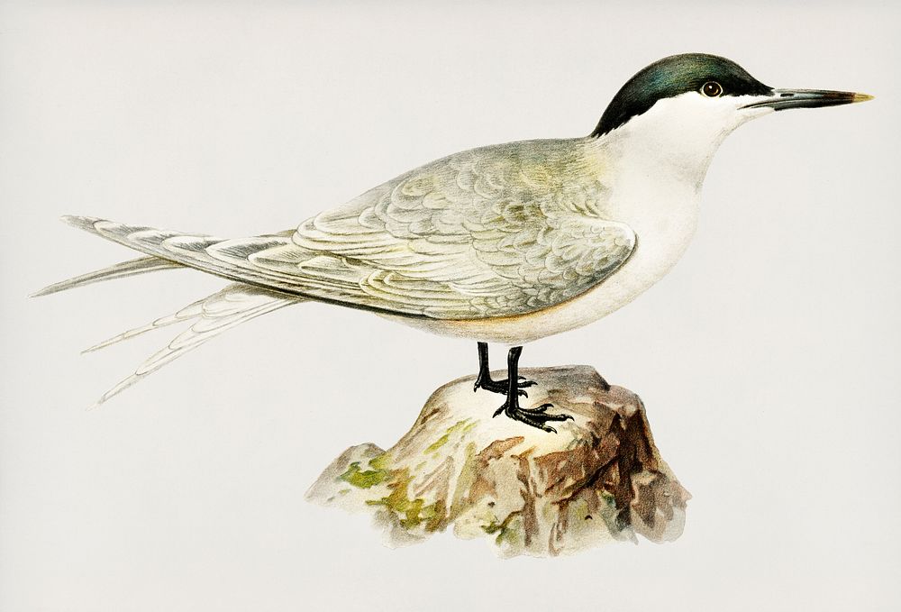Sandwich tern (sterna sandvicensis) illustrated by the von Wright brothers. Digitally enhanced from our own 1929 folio…