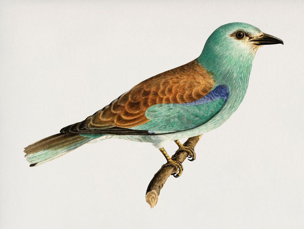 European roller (CORACIAS GARRULUS) illustrated by the von Wright brothers. Digitally enhanced from our own 1929 folio…