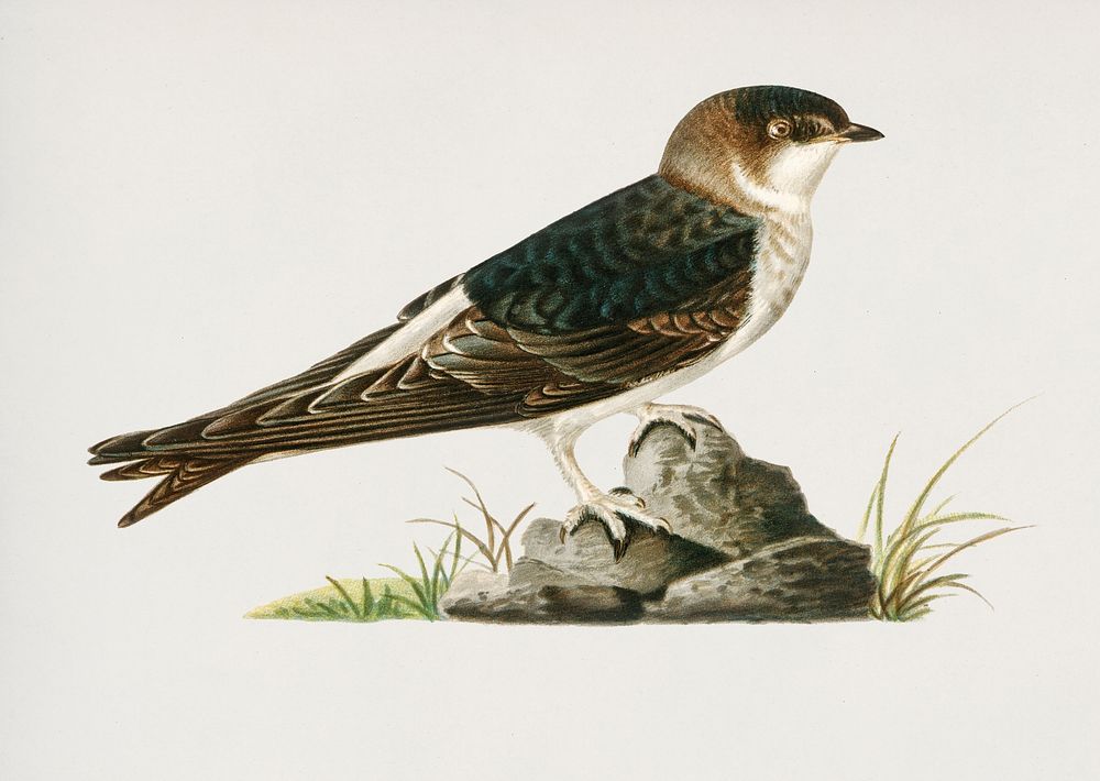 Young common house-martin (Hirundo urbica) illustrated by the von Wright brothers. Digitally enhanced from our own 1929…