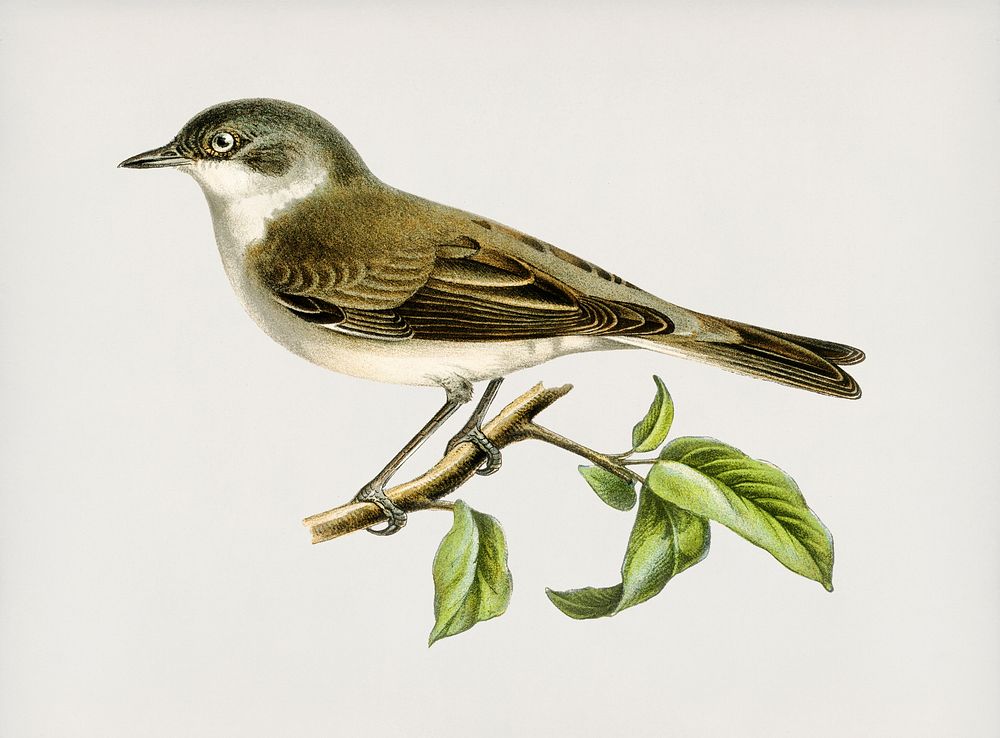 Lesser whitethroat (Sylvia curruca) illustrated by the von Wright brothers. Digitally enhanced from our own 1929 folio…