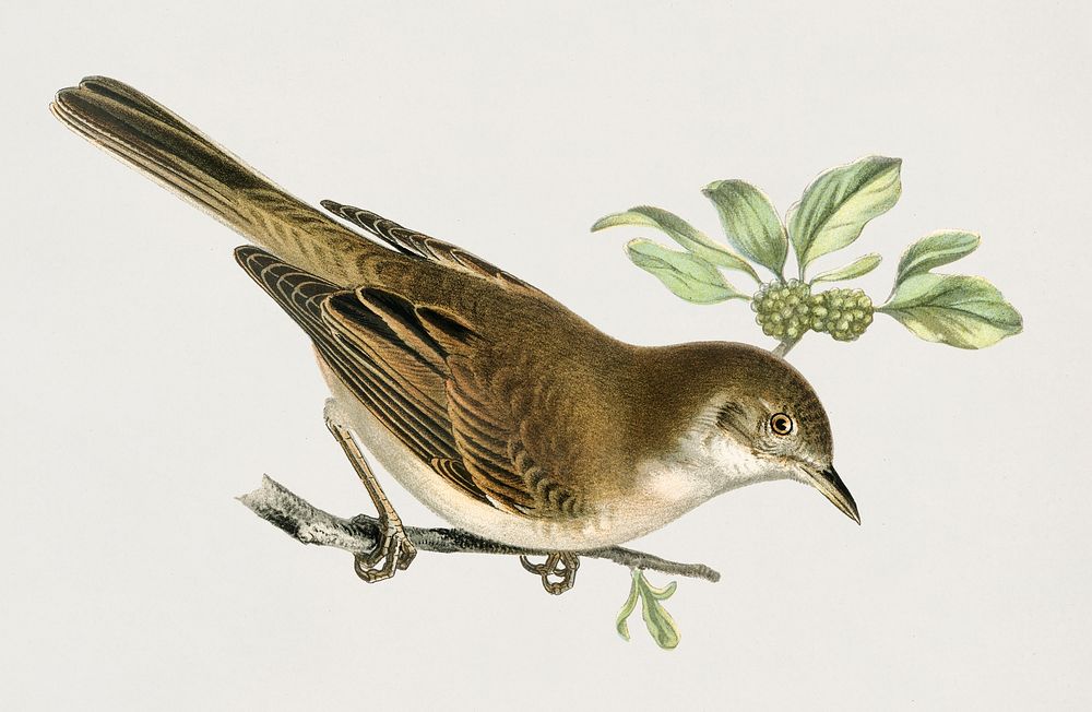 Common whitethroat (Sylvia communis) illustrated by the von Wright brothers. Digitally enhanced from our own 1929 folio…