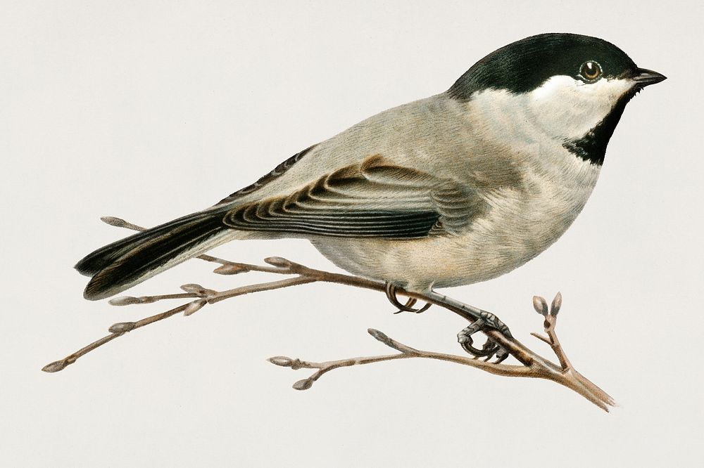 Black-capped chickadee (Parus atricapillus) illustrated by the von Wright brothers. Digitally enhanced from our own 1929…