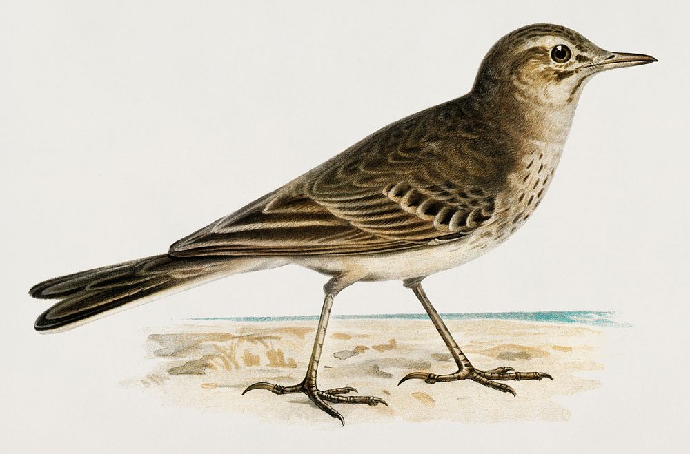 Tawny pipit (Anthus campestris) illustrated by the von Wright brothers. Digitally enhanced from our own 1929 folio version…