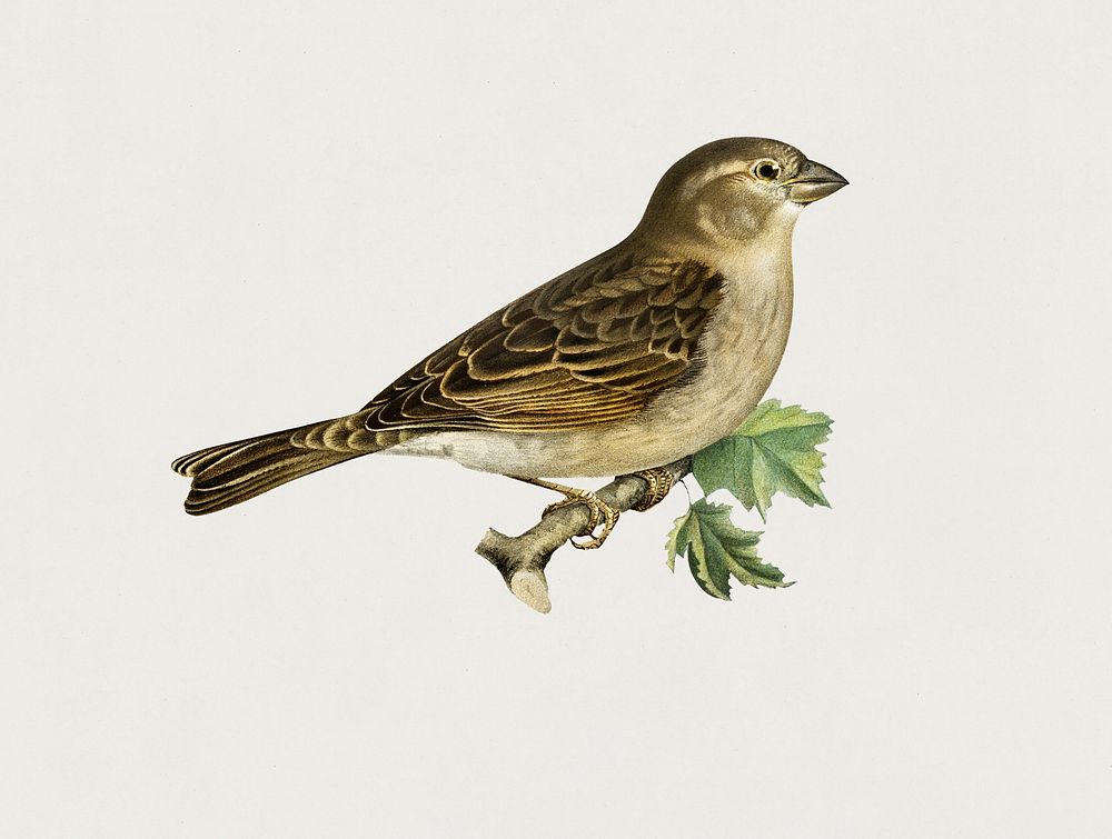 House Sparrow female (Passer domesticus) illustrated by the von Wright brothers. Digitally enhanced from our own 1929 folio…
