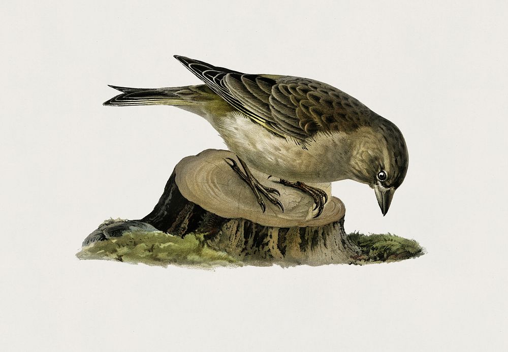 Greenfinch female (Chloris chloris) illustrated by the von Wright brothers. Digitally enhanced from our own 1929 folio…