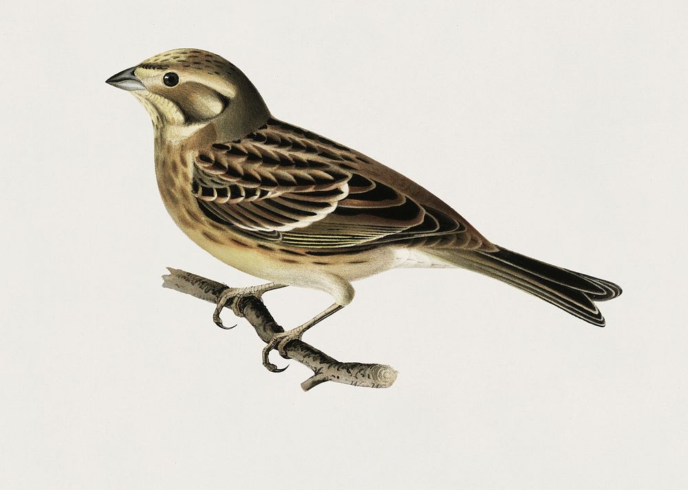 Yellowhammer (Emberiza citrinella) illustrated by the von Wright brothers. Digitally enhanced from our own 1929 folio…