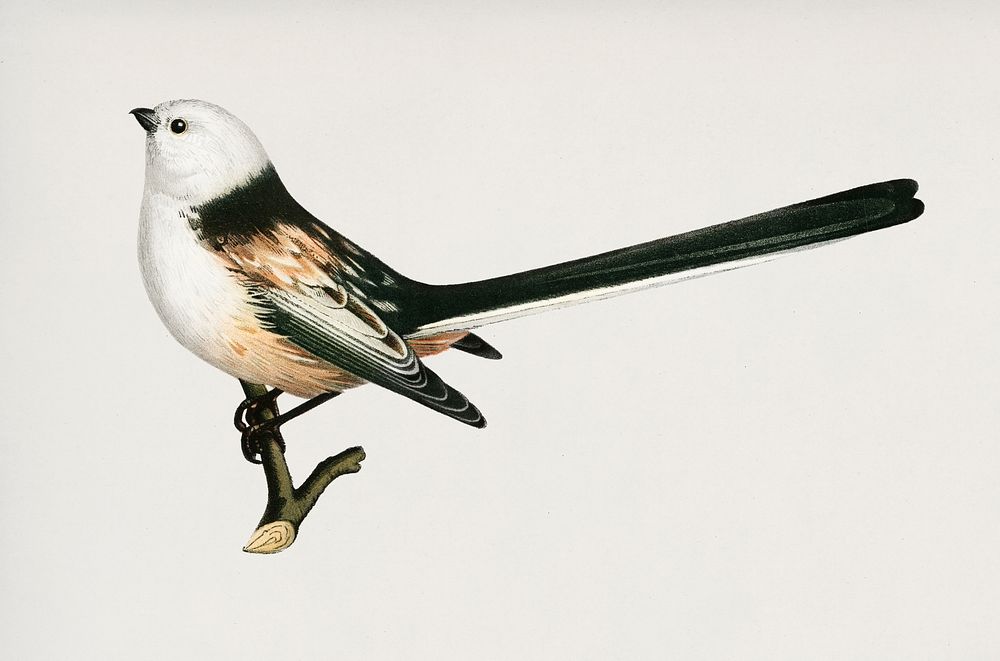 Aegithalus caudatus (Long-tailed tit) illustrated by the von Wright brothers. Digitally enhanced from our own 1929 folio…