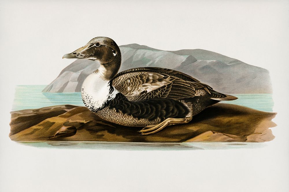 Eider (Somateria mollissima)illustrated by the von Wright brothers. Digitally enhanced from our own 1929 folio version of…