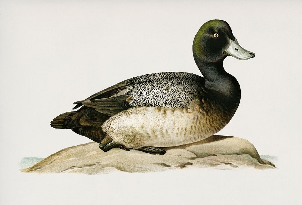 Greater Scaup (Nyroca marila) illustrated by the von Wright brothers. Digitally enhanced from our own 1929 folio version of…