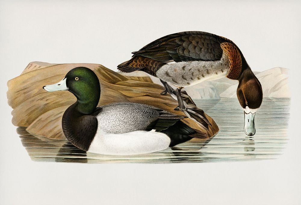Greater Scaup, Scaup (Nyroca marila) illustrated by the von Wright brothers. Digitally enhanced from our own 1929 folio…