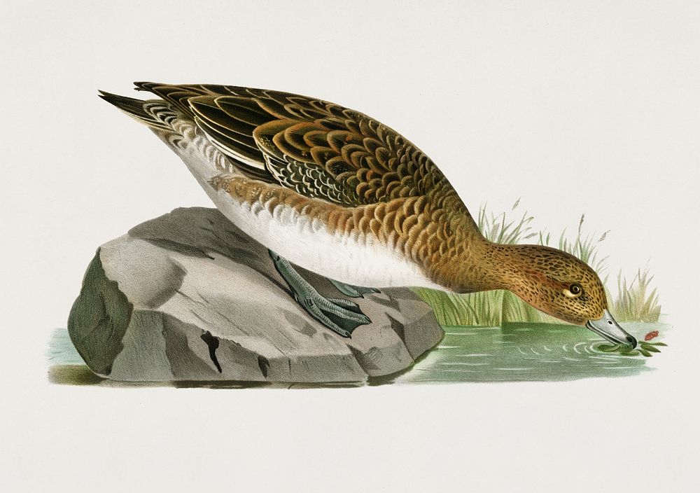 Eurasian wigeon female (Anas(mereca) penelope) illustrated by the von Wright brothers. Digitally enhanced from our own 1929…