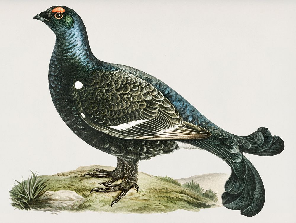 Black grouse (Lyrurus tetrix) illustrated by the von Wright brothers. Digitally enhanced from our own 1929 folio version of…