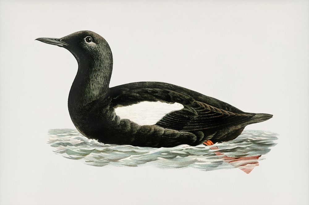 Black guillemot (Uria Grylle) illustrated by the von Wright brothers. Digitally enhanced from our own 1929 folio version of…