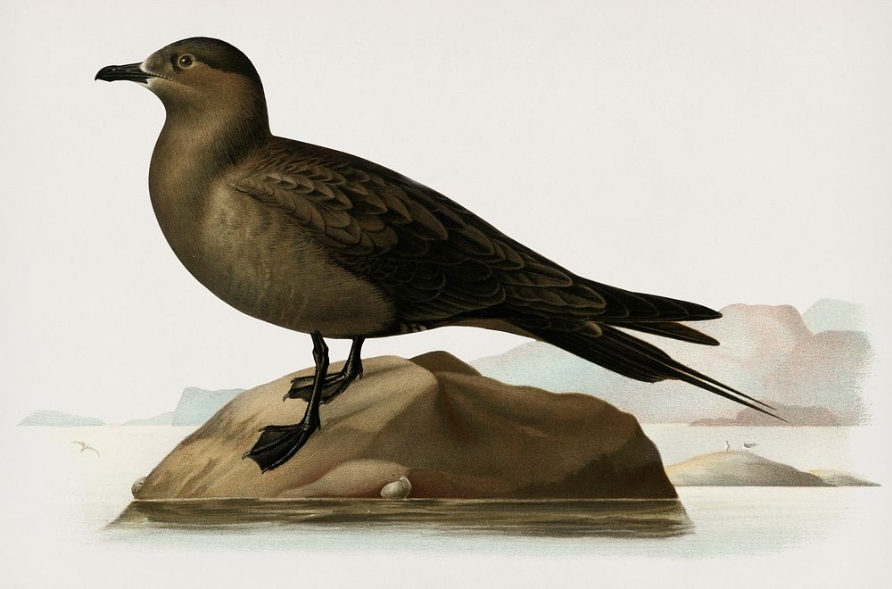 Parasitic jaeger (stercorarius parasiticus) illustrated by the von Wright brothers. Digitally enhanced from our own 1929…