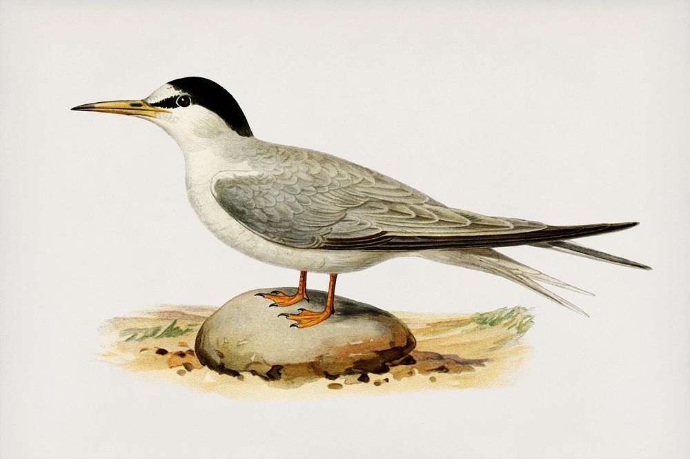 Little tern (Sterna albifrons) illustrated by the von Wright brothers. Digitally enhanced from our own 1929 folio version of…