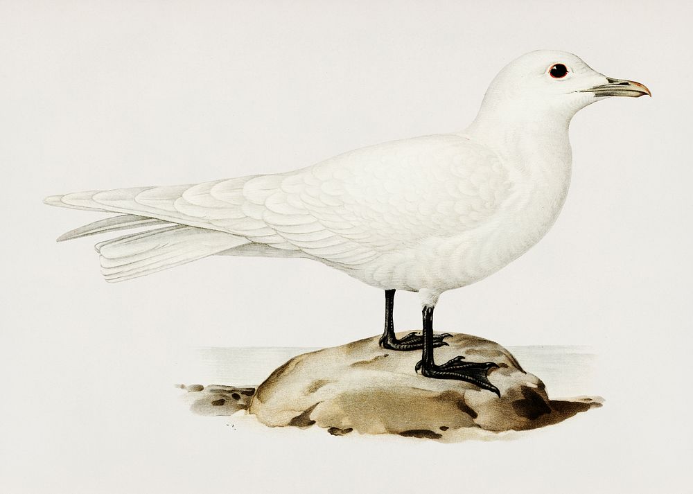 Ivory gull (Pagophila eburnea) illustrated by the von Wright brothers. Digitally enhanced from our own 1929 folio version of…
