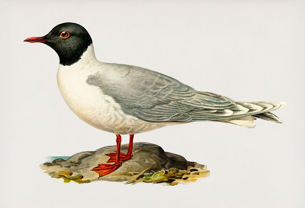 Little gull (Larus minutus) illustrated by the von Wright brothers. Digitally enhanced from our own 1929 folio version of…