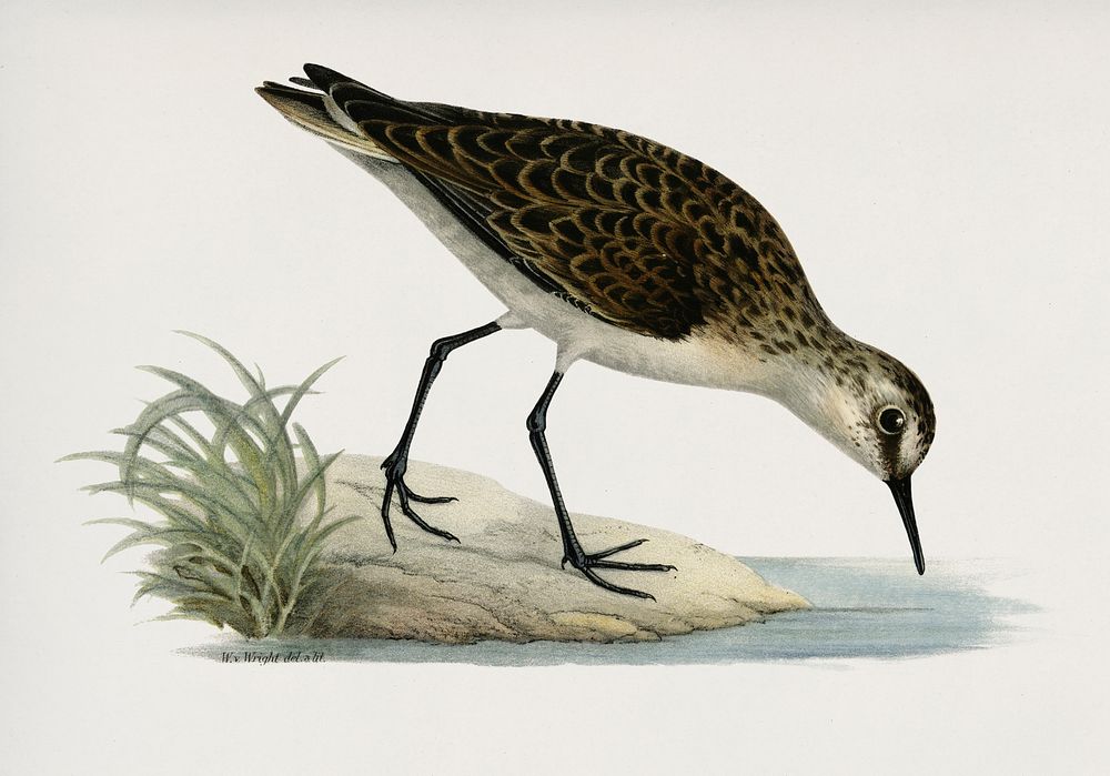 Little stint (Tringa minuta) illustrated by the von Wright brothers. Digitally enhanced from our own 1929 folio version of…