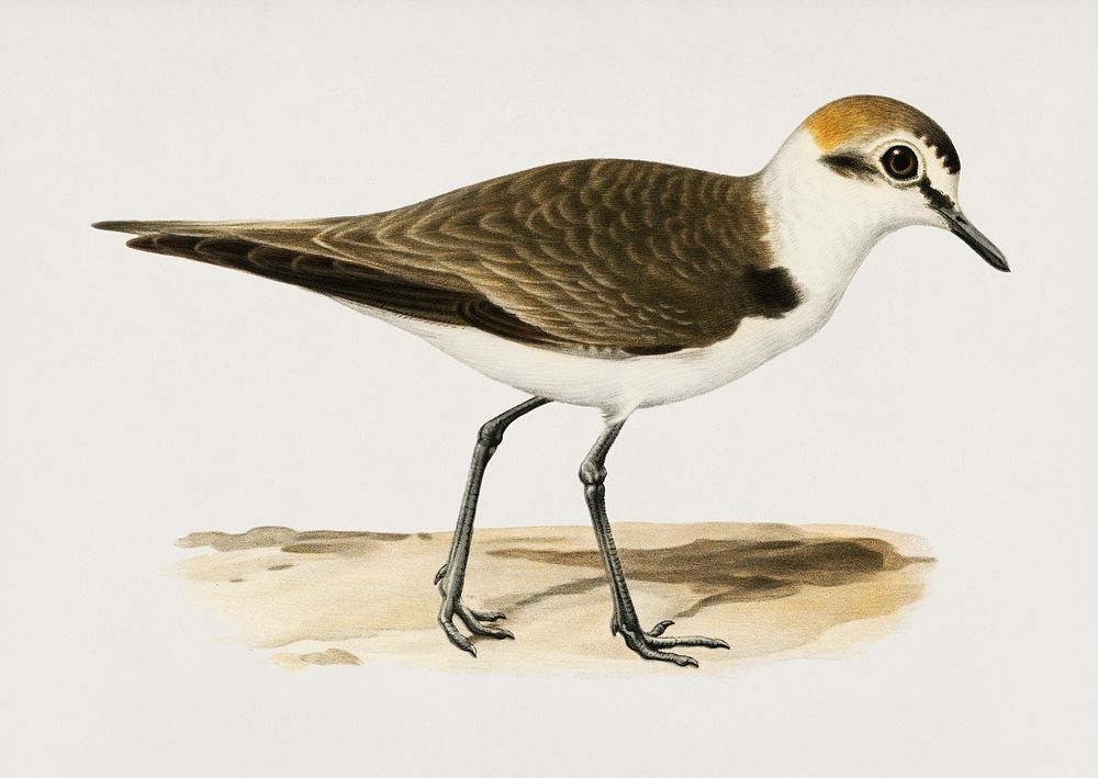 Kentish Plover ♂ (Charadrius (Leucopolius) alexandrinus) illustrated by the von Wright brothers. Digitally enhanced from our…