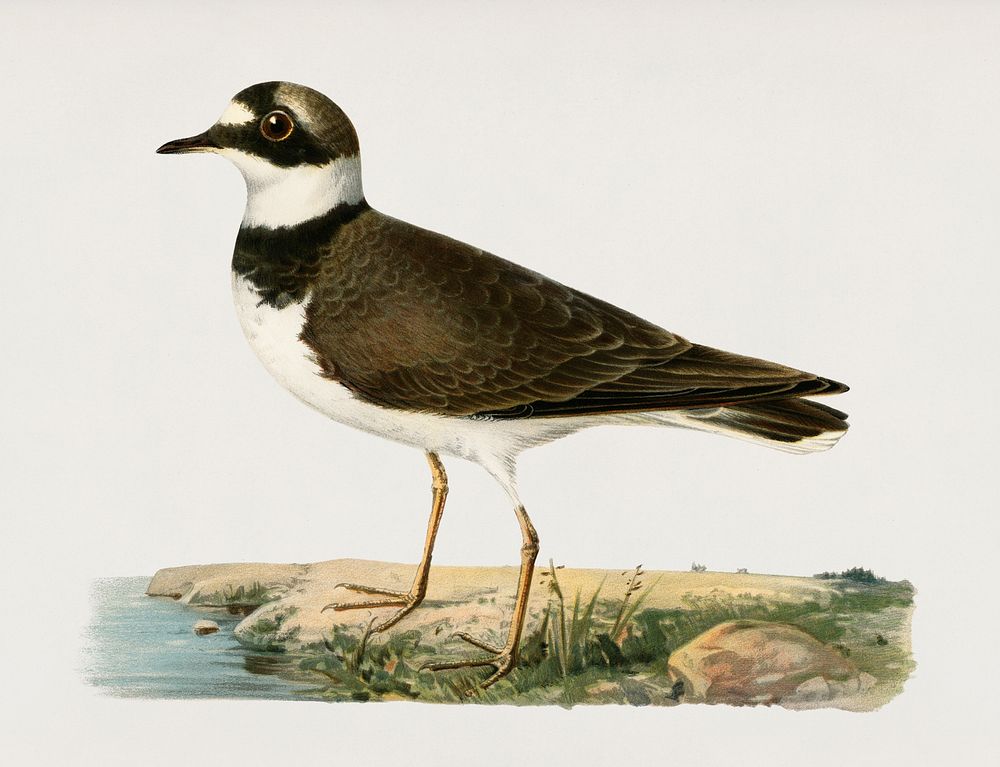Little Ringed Plover (Charadrius dubius) illustrated by the von Wright brothers. Digitally enhanced from our own 1929 folio…